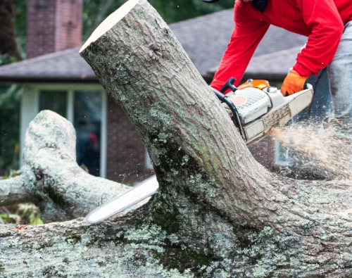 Tree Trimming and Removal 1